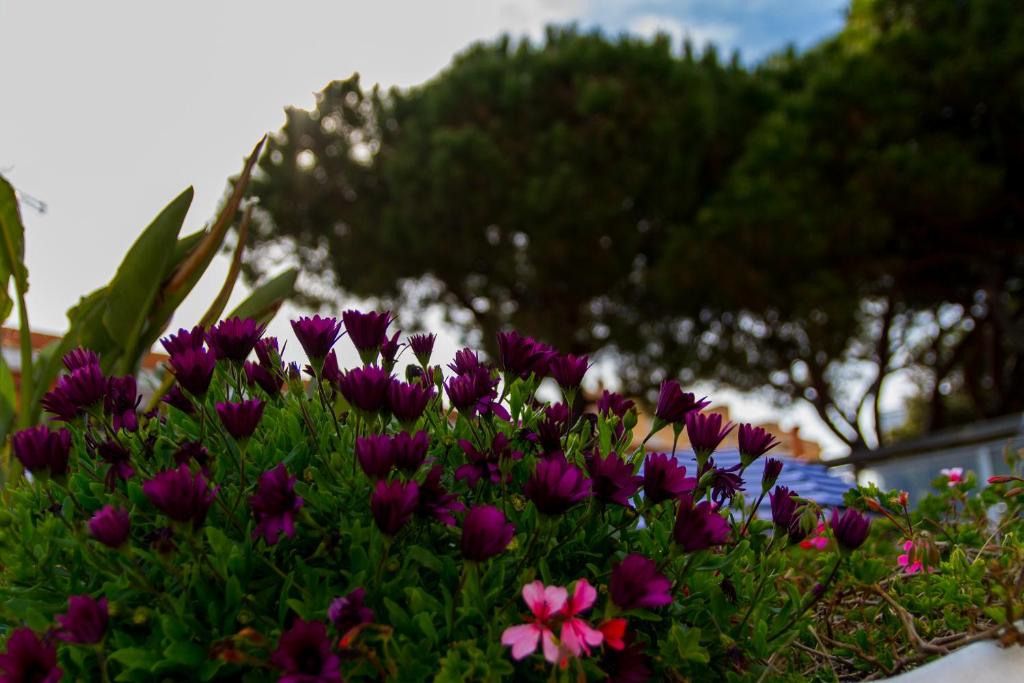 Jardín con flores del complejo